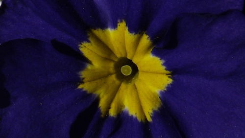 Close-up of purple flower