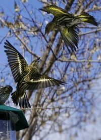 Low angle view of starlings fighting