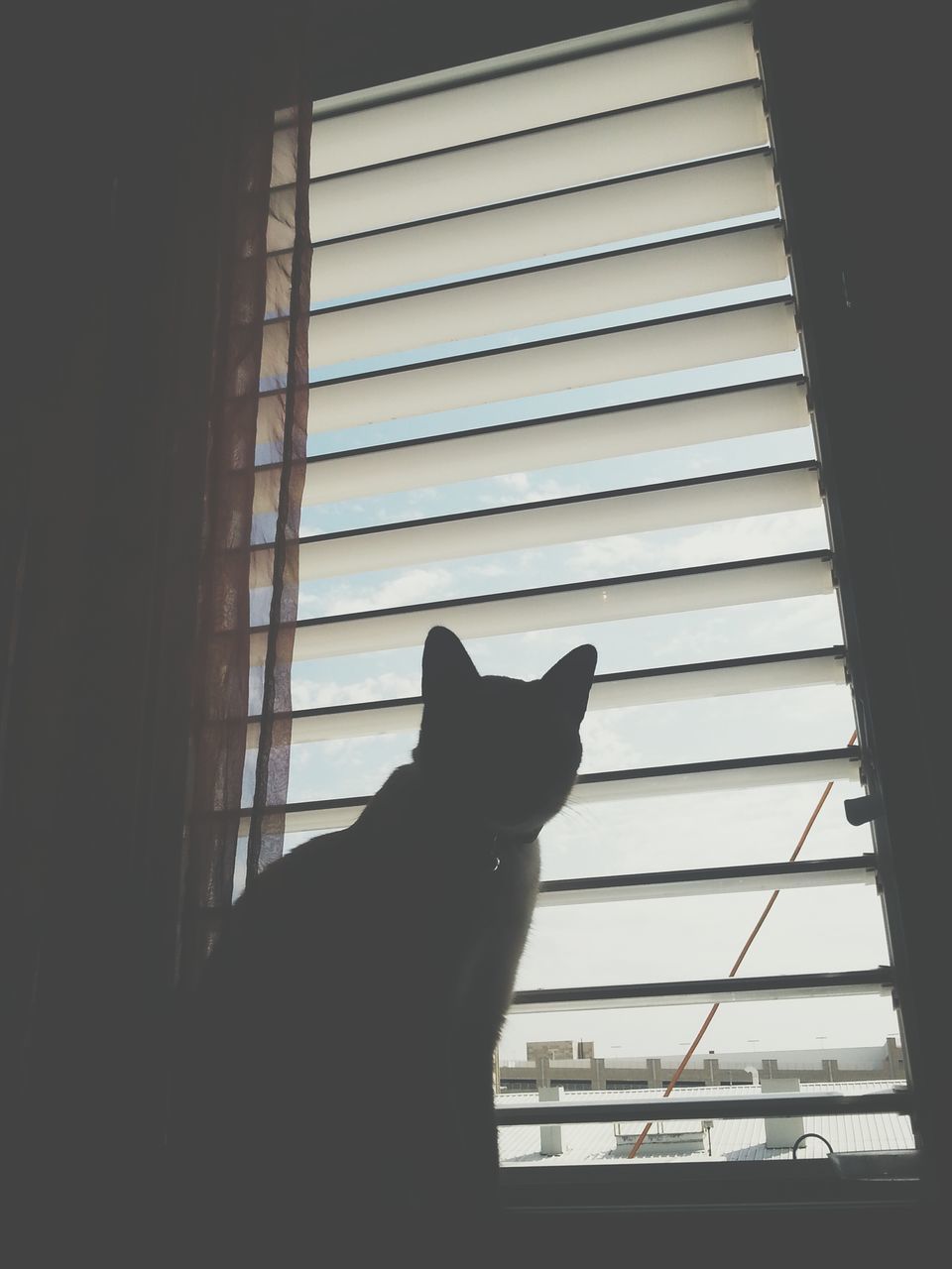 pets, animal themes, domestic animals, domestic cat, one animal, cat, mammal, indoors, feline, window, silhouette, low angle view, whisker, built structure, architecture, looking through window, relaxation, window sill, zoology, glass - material