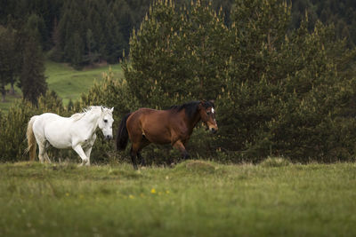 Horses in a field