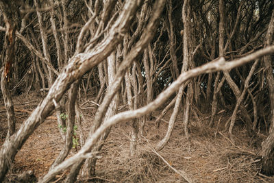 Close-up of tree