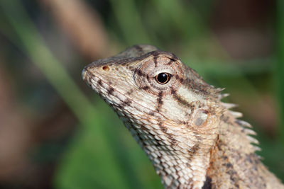 Close-up of a lizard