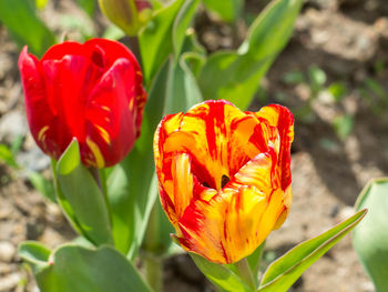 Close-up of red flowers blooming outdoors