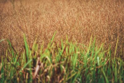 High angle view of stalks in field