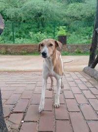 Portrait of dog looking away on footpath