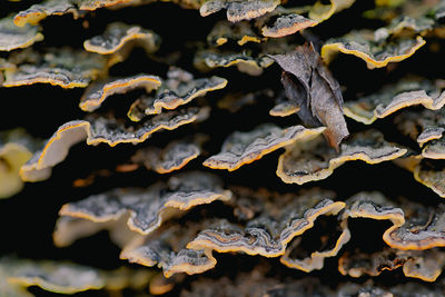 Full frame shot of dried mushroom 