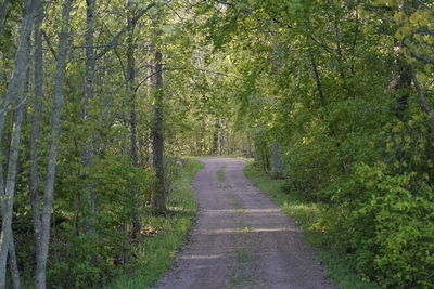 Road amidst trees in forest