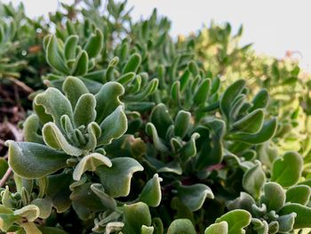 Close-up of succulent plant