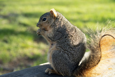 Close-up of squirrel sitting on a picnic table eating a nut on a sunny day