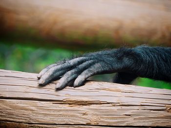 Close-up of a monkey hand