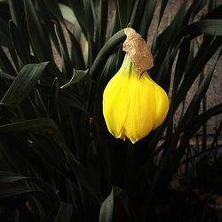 Close-up of yellow flowers