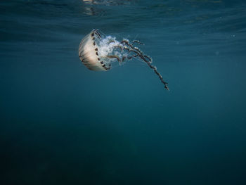 Jellyfish swimming in sea