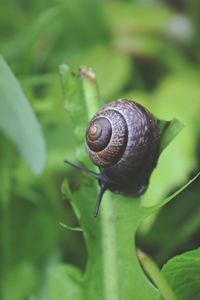 Close-up of snail on leaf