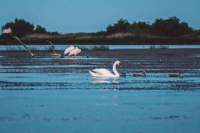 Swan on a lake