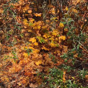 Close-up of autumn tree