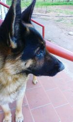 Close-up of a dog