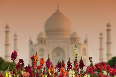 Red flowers blooming in park