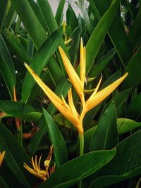 High angle view of yellow plant