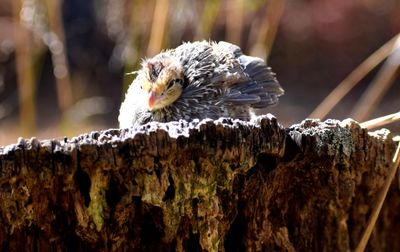 Close-up of bird on tree trunk