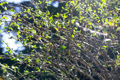 Close-up of leaves on tree