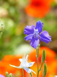 Close-up of purple flowers blooming outdoors