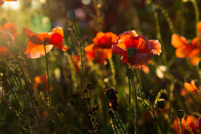 Close-up of poppy flowers growing in field