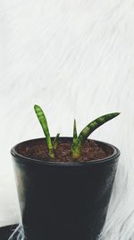 Close-up of potted plant