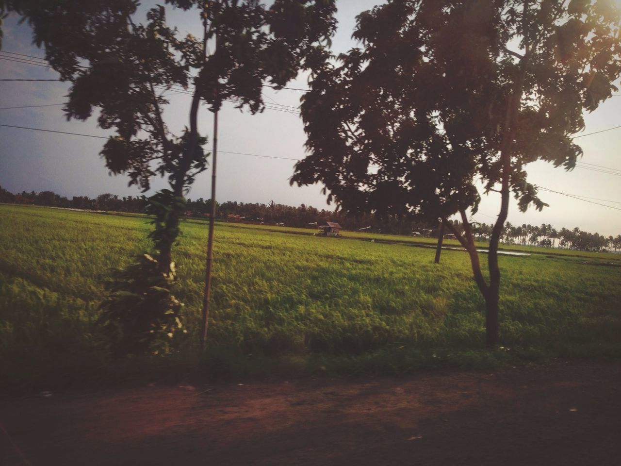 field, grass, tree, tranquility, sky, landscape, growth, tranquil scene, nature, green color, grassy, beauty in nature, scenics, fence, rural scene, branch, no people, day, outdoors, tree trunk