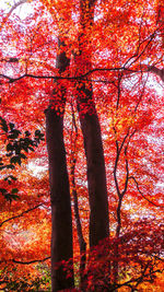 Low angle view of autumnal trees against sky