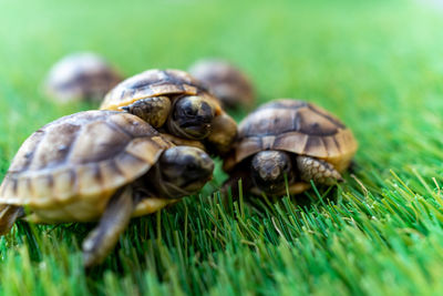Close-up of five young hermann turtles on a synthetic grass - macro, selective focus, space for text