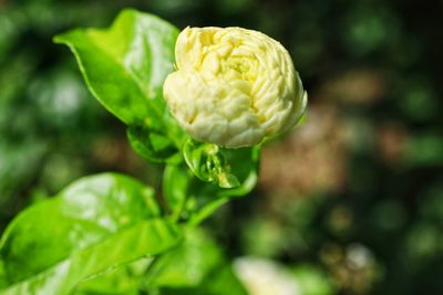 Close-up of white flowering plant