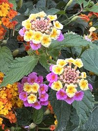 flowering plant