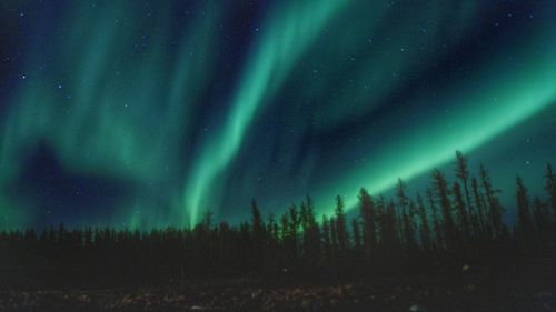 Low angle view of lightning over forest at night