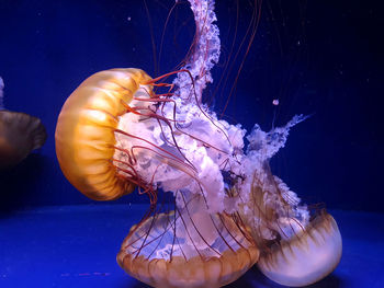 Close-up of jellyfish floating in water