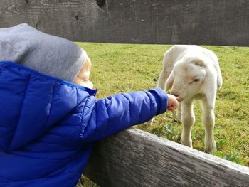 Child meets lamb