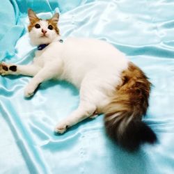 Cat sitting on bed in swimming pool