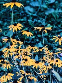 Close-up of yellow flowering plant