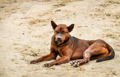 Portrait of dog relaxing on sand