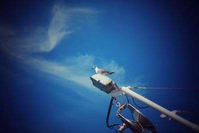 Low angle view of bird perching on pole against sky