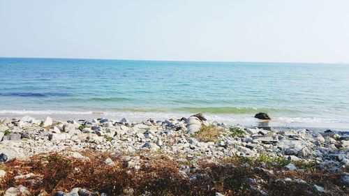 Scenic view of sea against clear sky