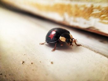 Close-up of insect