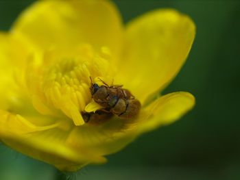 Close-up of insect on yellow flower