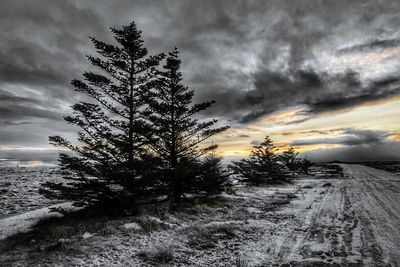 Trees on field against cloudy sky