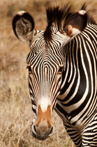 A lone zebra on a road