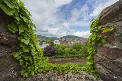 Plants growing on mountain against sky