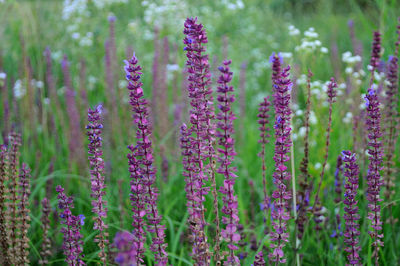 Close-up of purple lavender flowers in field