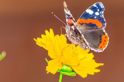 Close-up of butterfly pollinating yellow flower