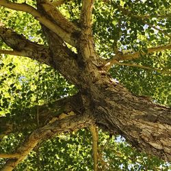 Low angle view of tree