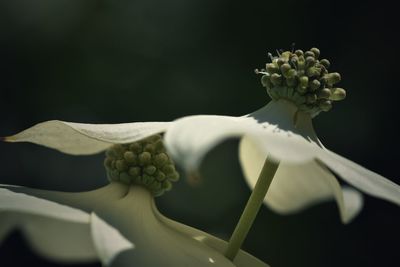 Close-up of white flowering plant against black background