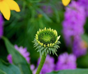 Close-up of purple flowering plant